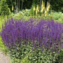 Caradonna Salvia -High Country Gardens Sales salvia nemorosa caradonna sage 1
