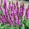 Rose Marvel Salvia -High Country Gardens Sales salvia nemorosa rose marvel salvia