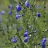 Autumn Sapphire™ Salvia -High Country Gardens Sales salvia reptans autumn sapphire brooke colburn cropped