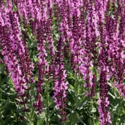 Butterfly & Bee Friendly Collection For The East & Midwest -High Country Gardens Sales salvia sylvestris balyricose 678071635 cropped 2