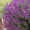 Ultra Violet Salvia -High Country Gardens Sales salvia ultra violet over wall purple 1