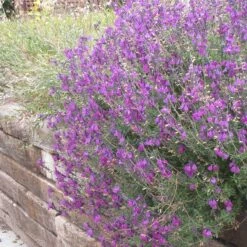 Container Garden For Full Sun 10 Container Garden For Full Sun -High Country Gardens Sales salvia ultra violet over wall 1