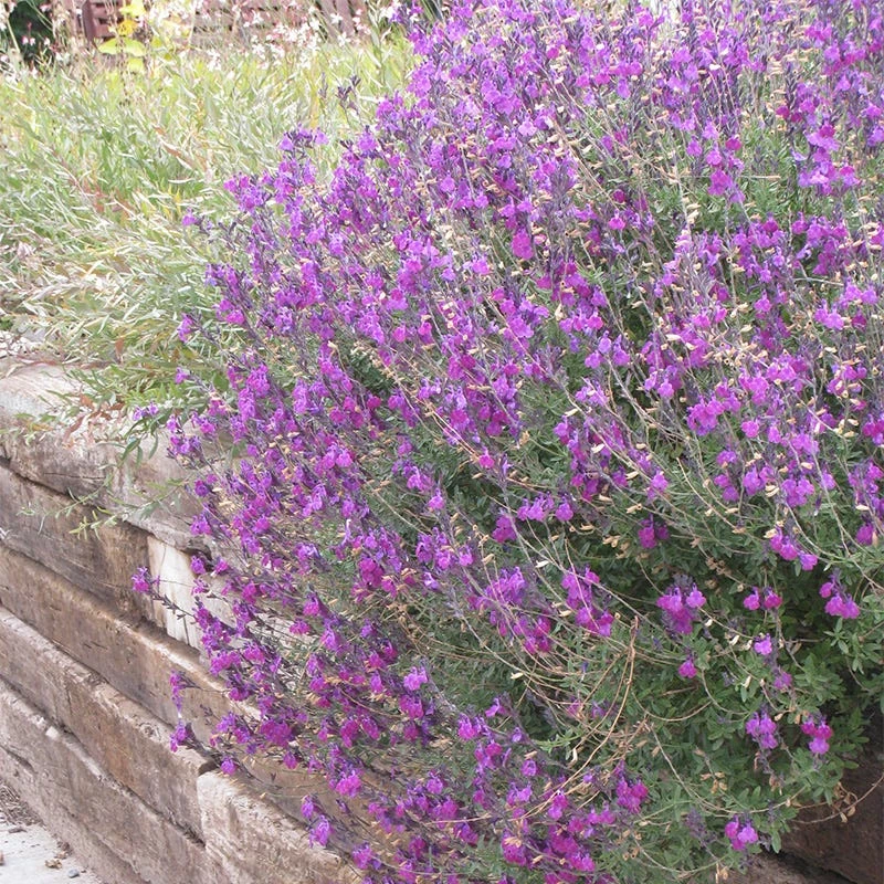 Container Garden For Full Sun 6 Container Garden For Full Sun - Image 4