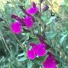 FlowerKisser® Royal Rose Salvia -High Country Gardens Sales salvia x wwg04 flowerkisser royal rose sage pink blooms