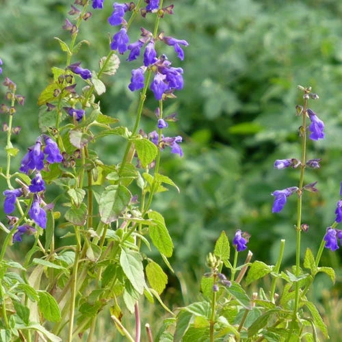 Deep Blue Arizona Salvia 3 Deep Blue Arizona Salvia