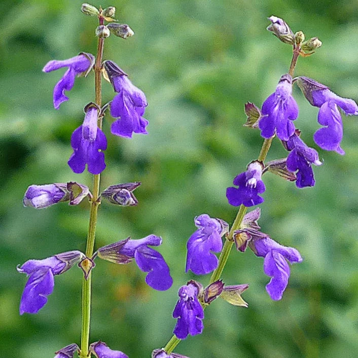 Deep Blue Arizona Salvia 4 Deep Blue Arizona Salvia - Image 2