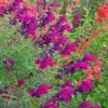 Burgundy Seduction Salvia -High Country Gardens Sales salvia burgundy seduction cc cropped