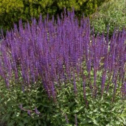 Caradonna Salvia -High Country Gardens Sales salvia caradonna cropped