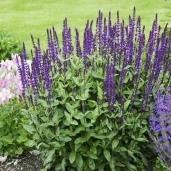 Caradonna Salvia -High Country Gardens Sales salvia caradonna walters gardens 3 cropped