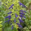 Limelight Mexican Salvia -High Country Gardens Sales salvia mexicana limelight web