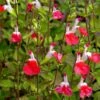 Hot Lips Salvia -High Country Gardens Sales salvia microphylla hot lips close up of flwrs cc