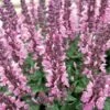 Lyrical™ Rose Salvia 1 Lyrical™ Rose Salvia -High Country Gardens Sales salvia nemorosa balyricose