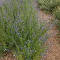Autumn Sapphire™ Salvia -High Country Gardens Sales salvia reptans autumn sapphire brooke colburn 1 actually cropped