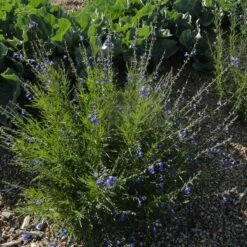 Autumn Sapphire™ Salvia -High Country Gardens Sales salvia reptans dwf autumn sapphire cropped