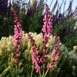 Lyrical™ Rose Salvia -High Country Gardens Sales salvia sylvestris balyricose 676836163 cropped