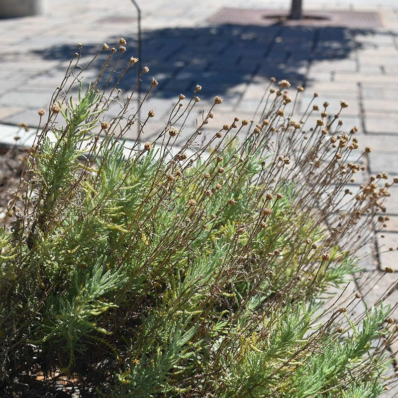 Gray Santolina 4 Gray Santolina - Image 2