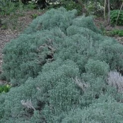 Gray Santolina 13 Gray Santolina -High Country Gardens Sales santolina chamaecyparissus gray santolina spring