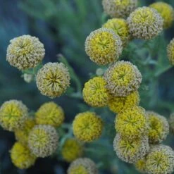 Gray Santolina 12 Gray Santolina -High Country Gardens Sales santolina chamaecyparissus gray santolina summer flowers close up