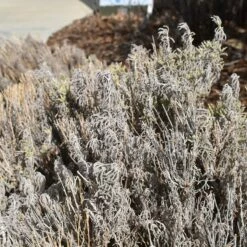 Gray Santolina 15 Gray Santolina -High Country Gardens Sales santolina chamaecyparissus gray santolina winter