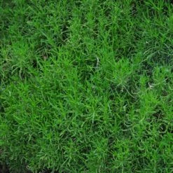 Green Santolina -High Country Gardens Sales santolina rosmarinifolia green santolina spring foliage