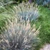 Boulder Blue Fescue Grass -High Country Gardens Sales saxon holt festuca boulder blue