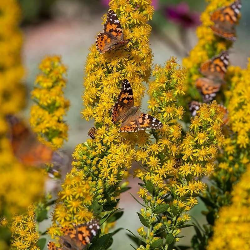 Golden Torch Goldenrod (Wichita Mountains Solidago) 3 Golden Torch Goldenrod (Wichita Mountains Solidago)