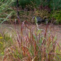Shenandoah Switch Grass -High Country Gardens Sales saxon holt panicum shenandoah