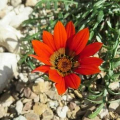Scarlet Tanager Gazania -High Country Gardens Sales scarlet tanager african daisy flower single