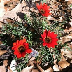 Scarlet Tanager Gazania -High Country Gardens Sales scarlet tanager african daisy ground trio