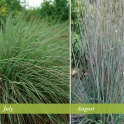 Standing Ovation Little Bluestem Grass 9 Standing Ovation Little Bluestem Grass -High Country Gardens Sales schizachyrium scop standing ovation july august 1 1