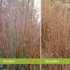 Standing Ovation Little Bluestem Grass 11 Standing Ovation Little Bluestem Grass -High Country Gardens Sales schizachyrium scop standing ovation october november 1 1