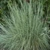 Prairie Blues Little Bluestem Grass 2 Prairie Blues Little Bluestem Grass -High Country Gardens Sales schizachyrium prairie blues walters gardens cropped