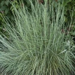 Prairie Blues Little Bluestem Grass