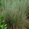 Standing Ovation Little Bluestem Grass 2 Standing Ovation Little Bluestem Grass -High Country Gardens Sales schizachyrium scop standing ovation 1 1
