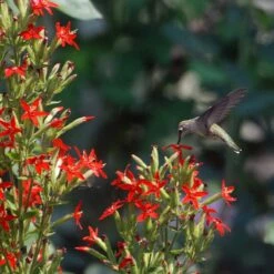 Royal Catchfly (Silene)