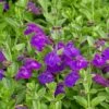 Dark Violet Skullcap (Scutellaria) -High Country Gardens Sales scutellaria dark violet close up flower