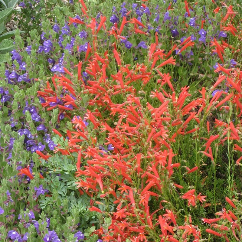 Compact Pineleaf Penstemon 4 Compact Pineleaf Penstemon - Image 2