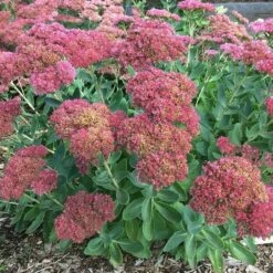 High Country Gardens Sales -High Country Gardens Sales sedum autumn fire stonecrop whol