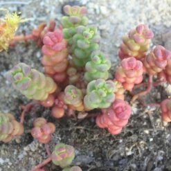 Old Man's Bones Sedum 7 Old Man's Bones Sedum -High Country Gardens Sales sedum globosum old mans bones 1