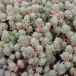 Succulent Groundcover Collection -High Country Gardens Sales sedum hispanicum creeping