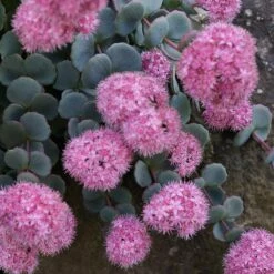 October Daphne Sedum -High Country Gardens Sales sedum seboldii october daphne 11