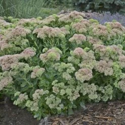Autumn Fire Sedum -High Country Gardens Sales sedum autumn fire whole plant e