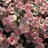 Voodoo Sedum -High Country Gardens Sales sedum purium voo doo 001 720x720 72 rgb