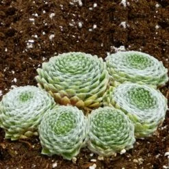 Cobweb Hens And Chicks -High Country Gardens Sales sempervivum arachnoideum