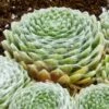 Cobweb Hens And Chicks -High Country Gardens Sales sempervivum arachnoideum 3