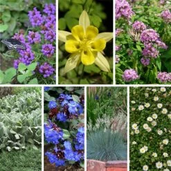 Serene Shade Pre-Planned Garden 18 Serene Shade Pre-Planned Garden -High Country Gardens Sales serene shade pre planned garden 10 19 23