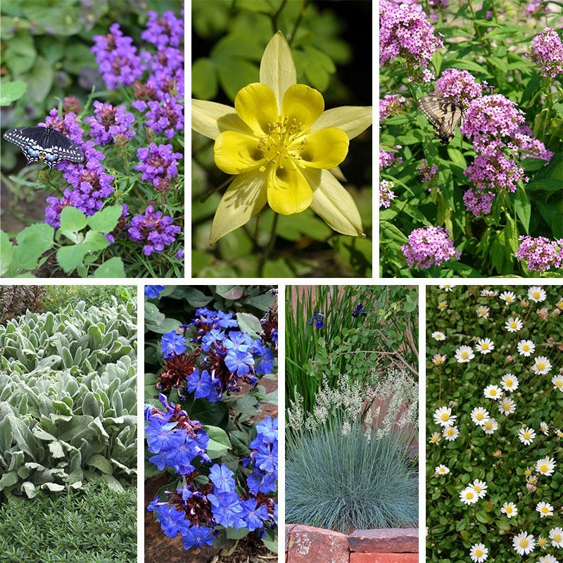 Serene Shade Pre-Planned Garden 10 Serene Shade Pre-Planned Garden - Image 8