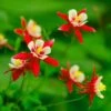 Red Hobbit Columbine 1 Red Hobbit Columbine -High Country Gardens Sales shutterstock 42234346 aquilegia caerulea red hobbit 1