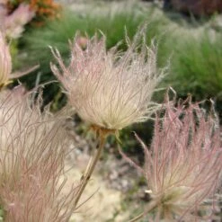 Apache Plume (Fallugia) -High Country Gardens Sales shutterstock apache plume fallugia paradoxa 1 cropped