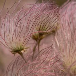 Apache Plume (Fallugia) -High Country Gardens Sales shutterstock apache plume fallugia paradoxa 2 cropped